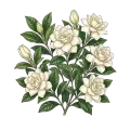 Gardenia Absolute