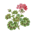 Geranium