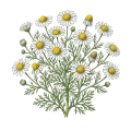 German Chamomile (Blue)