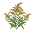 Goldenrod