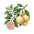 Grapefruit (Pink)