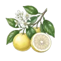 Grapefruit (White)