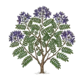 Guaiacwood
