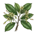 Gurjum Balsam