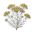 Helichrysum