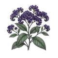 Heliotrope Absolute