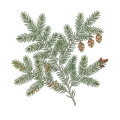 Hemlock Spruce