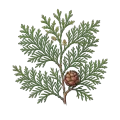 Hinoki