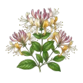 Honeysuckle Absolute