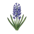 Hyacinth Absolute