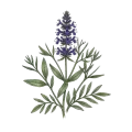 Hyssop