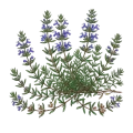 Hyssop Decumbens