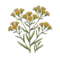 Inula