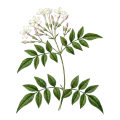 Jasmine