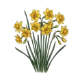 Jonquil Absolute