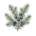 Juniper Berry