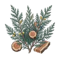 Juniper Wood