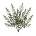 Kunzea