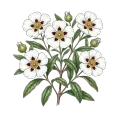 Labdanum