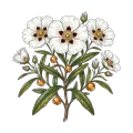 Labdanum Absolute