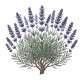 Lavandin