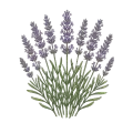 Lavender Absolute