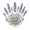 Lavender Fine