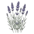 Lavender Maillette