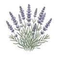 Lavender Spike