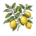 Lemon (Cold Pressed)
