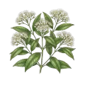 Lemon Myrtle