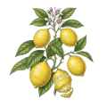 Lemon (Steam Distilled)