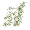Lemon Tea Tree
