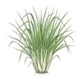 Lemongrass