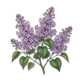 Lilac