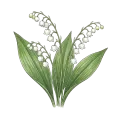 Lily of the Valley / Muguet
