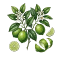 Lime (Cold Pressed)