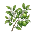 Lime (Steam Distilled)