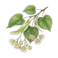 Linden Blossom Absolute