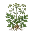 Lovage Root