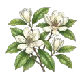 Magnolia
