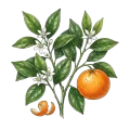 Mandarin