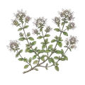 Marjoram (Spanish)