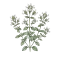 Marjoram (Sweet)