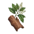Massoia Bark