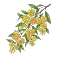 May Chang (Litsea cubeba)