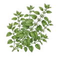 Melissa (Lemon Balm)
