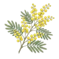 Mimosa Absolute