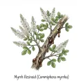 Myrrh Resinoid