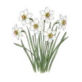 Narcissus Absolute